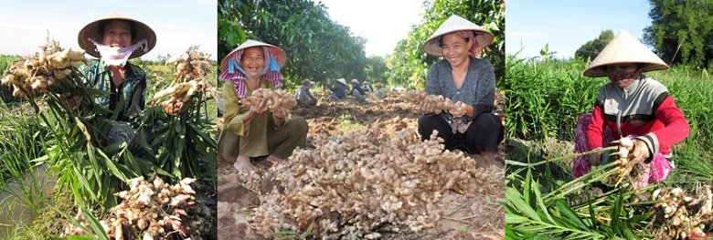 Bắc Ninh Trồng gừng xen gấc cao sản đạt hiệu quả kinh tế cao gấp 34 lần  so với trồng lúa