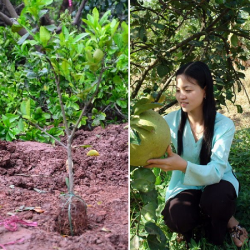 Kỹ thuật trồng và chăm sóc cây bưởi